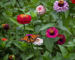 A Monarch butterfly feeds on a Zinnia