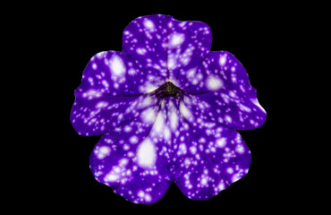 A Starry Night Petunia on a black background.