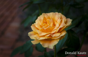 Orange Tea Rose