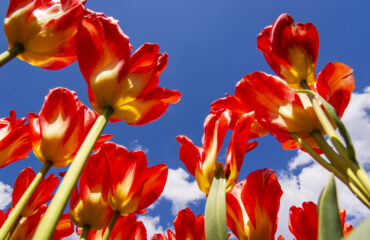 Hooray for Spring!