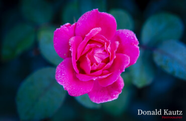 A pink rose wet with the morning dew.
