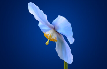 A Himalayan Blue Poppy set on an analogous background.