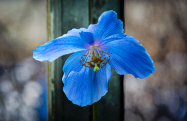 Himalayan Blue Poppy at Longwood Gardens.