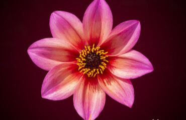 Dahlia on Analogous Background