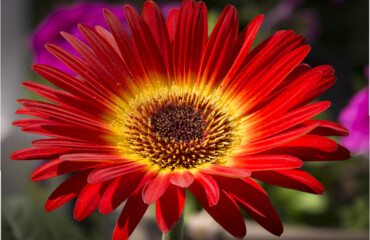 Focus stack of a nearly perfect Gerbera Daisy.