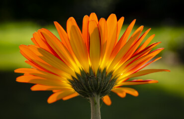 The sun shines through the petals of a gerbera daisy.