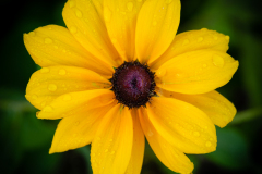 Rudbeckia in the morning dew