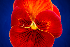 Red Pansy on Blue Background