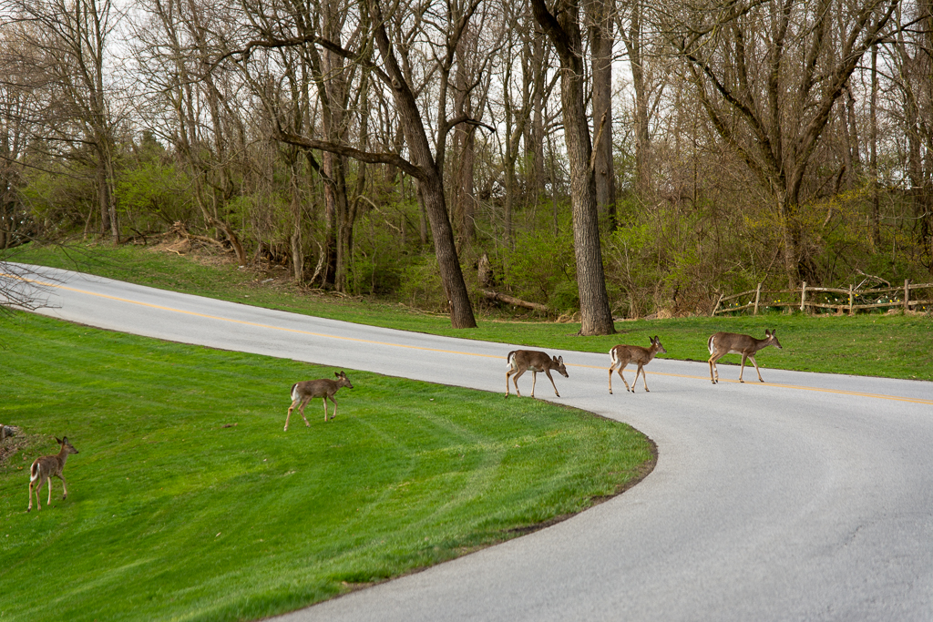 Deer crossing a road.